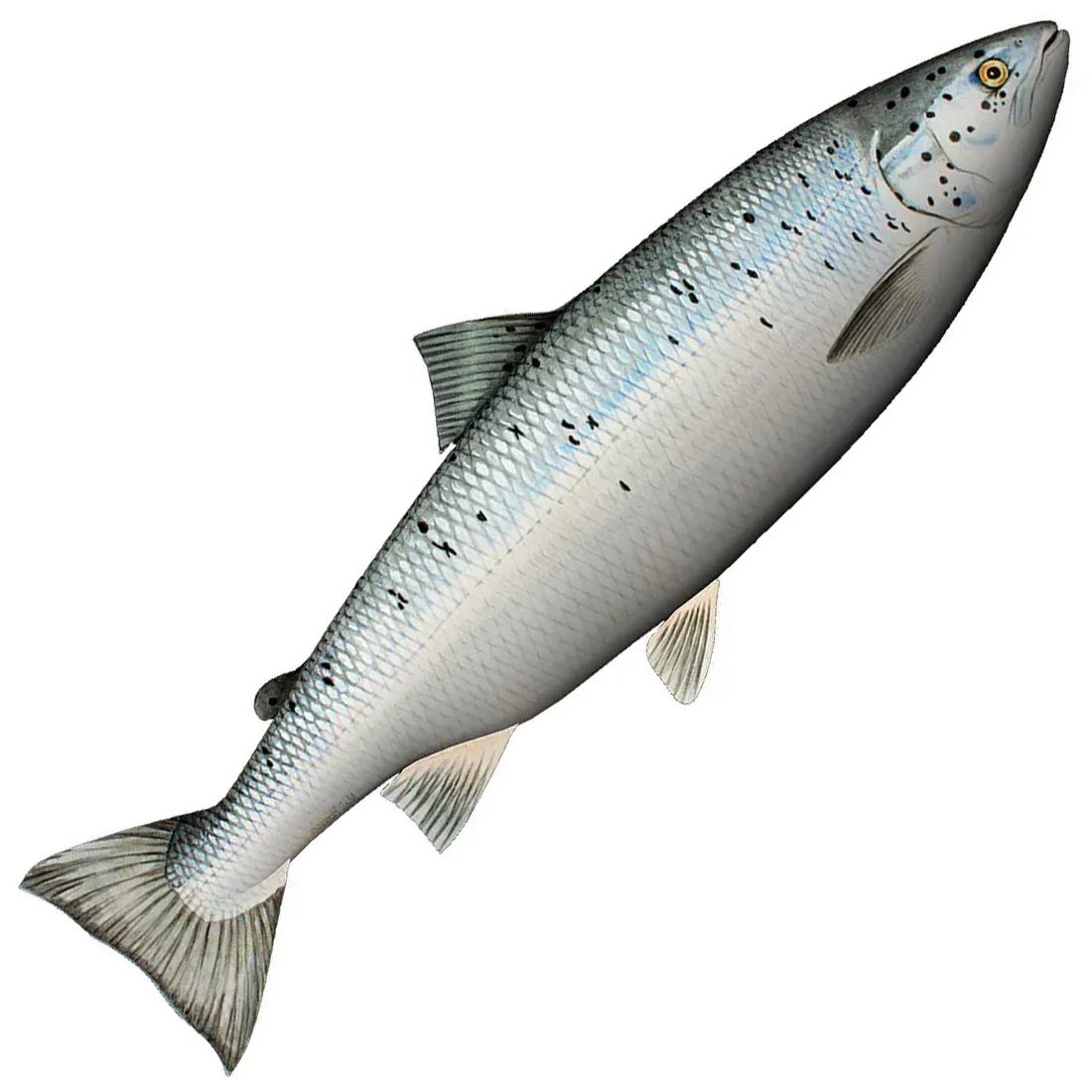 Fladen Lohi 60 cm pehmokala